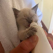 Lambchop is registered to the contest to win money with this photo: kitten, cat, baby_animal, bottle, feeding, hand, towel, cute, furry, paw, closed_eyes, indoor, domestic, small, young, animal_care, mammal, pet, soft_texture, human_interaction