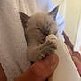 kitten, cat, baby_animal, bottle, feeding, hand, towel, cute, furry, paw, closed_eyes, indoor, domestic, small, young, animal_care, mammal, pet, soft_texture, human_interaction