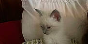 Lambchop joined the competition — help win amazing prizes! kitten, cat, white_cat, pet, feline, resting, shoulder, pillow, blanket, indoor, cozy, animal, fur, young_animal, domestic_animal, cute, small, soft, companion, relaxing