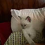 kitten, cat, white_cat, pet, feline, resting, shoulder, pillow, blanket, indoor, cozy, animal, fur, young_animal, domestic_animal, cute, small, soft, companion, relaxing
