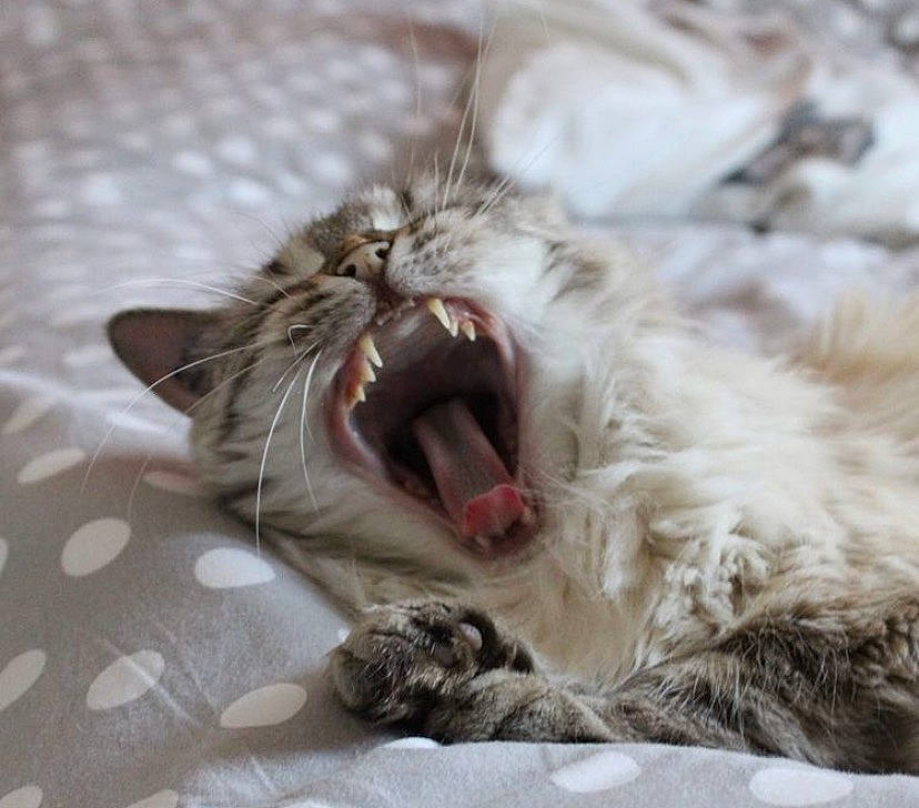 Lune participe au concours pour gagner de l'argent avec cette photo : carnivore, cat, claw, domestic_short_haired_cat, fang, felidae, fur, gesture, jaw, paw, roar, small_to_medium_sized_cats, snout, terrestrial_animal, tooth, vertebrate, whiskers, wildlife, yawn