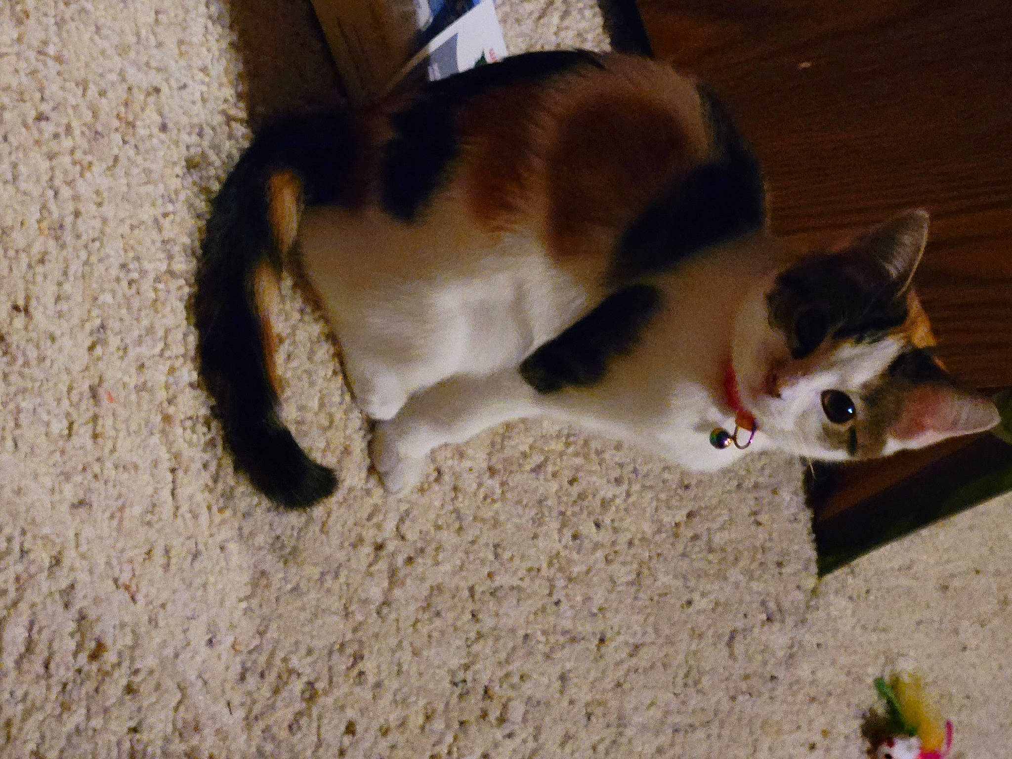 Chole joined the competition — help win amazing prizes! carnivore, cat, cat_supply, claw, domestic_short_haired_cat, fawn, felidae, flooring, fur, paw, pet_supply, small_to_medium_sized_cats, tail, whiskers, wood