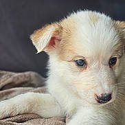 Thor a rejoint le concours — aidez-le/la à gagner de superbes lots ! puppy, dog, animal, pet, fur, cute, lying_down, closeup, blanket, soft, young, indoors, portrait, domestic_animal, mammal, whiskers, ears, nose, resting, calm