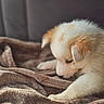 Thor a rejoint le concours — aidez-le/la à gagner de superbes lots ! puppy, dog, blanket, fur, cozy, indoor, couch, cute, pet, animal, soft, brown, cream, young, sleepy, paw, closeup, side_view, furry, relaxed