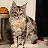 animal, calico, cat, fireplace, fluffy, furniture, glossy_surface, gray, green_eyes, home, indoors, kitten, large_ears, long_hair, mantel, pet, portrait, sitting, striped, white
