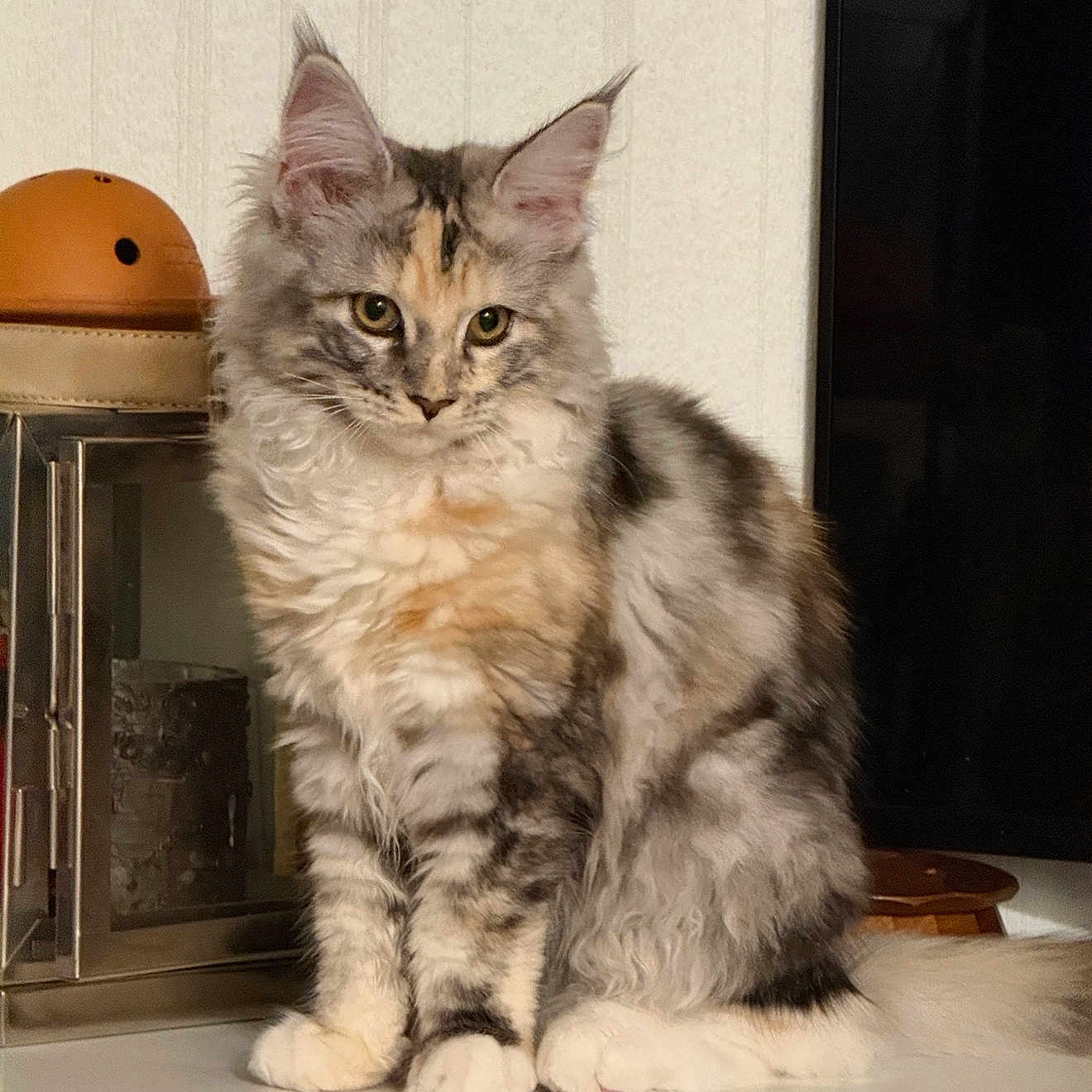 Aloha participe au concours pour gagner de l'argent avec cette photo : animal, calico, cat, fireplace, fluffy, furniture, glossy_surface, gray, green_eyes, home, indoors, kitten, large_ears, long_hair, mantel, pet, portrait, sitting, striped, white
