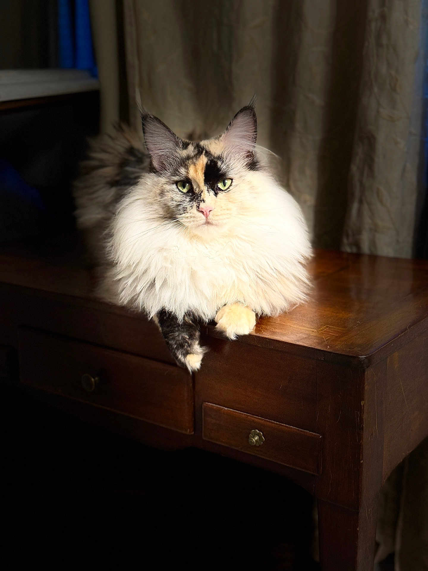 Udina a rejoint le concours — aidez-le/la à gagner de superbes lots ! cat, fluffy, green_eyes, wooden_table, indoor, curtain, pet, feline, relaxed, portrait, animal, mammal, domestic_animal, fur, whiskers, pink_nose, light, shadow, closeup, resting