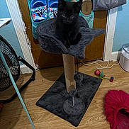 Marlin joined the competition — help win amazing prizes! accessories, animal, bag, blackcat, canine, cat, chair, clothing, dog, footwear, furniture, handbag, hardwood, homedecor, indoors, interiordesign, pet, rug, shoe, wood