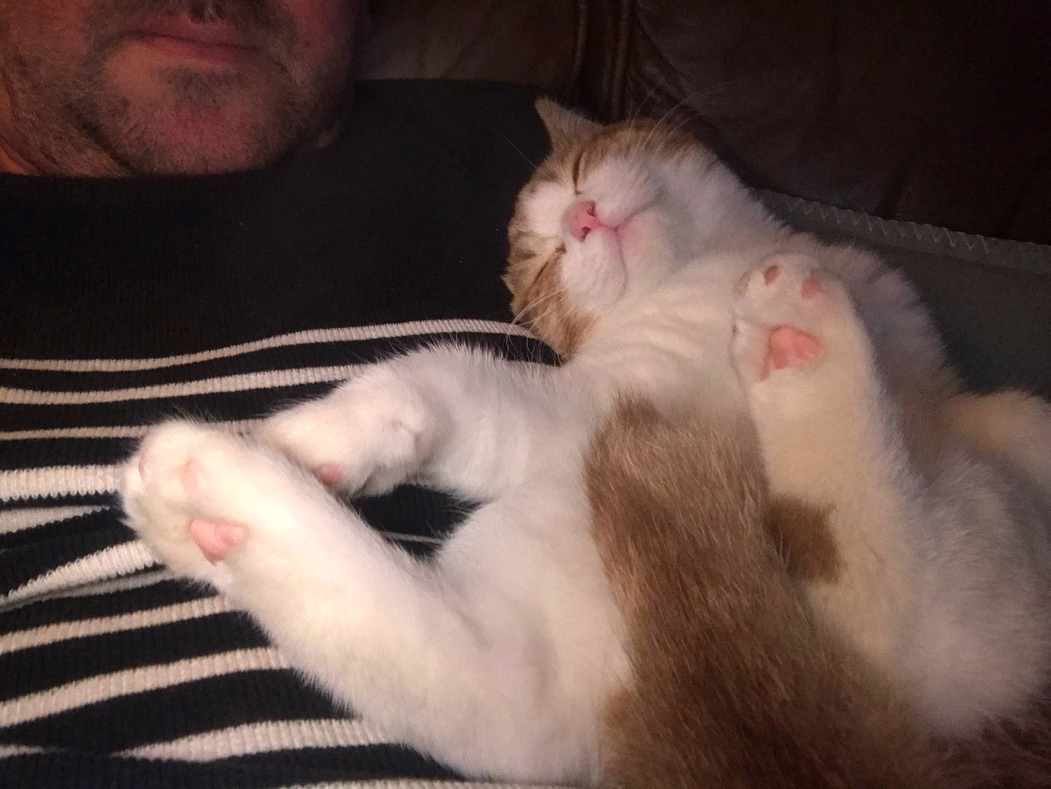 Pinot participe au concours pour gagner de l'argent avec cette photo : asian, carnivore, cat, claw, colorpoint_shorthair, ear, fawn, felidae, fur, kitten, nail, paw, polydactyl_cat, ragdoll, skin, small_to_medium_sized_cats, tail, turkish_angora, turkish_van, whiskers