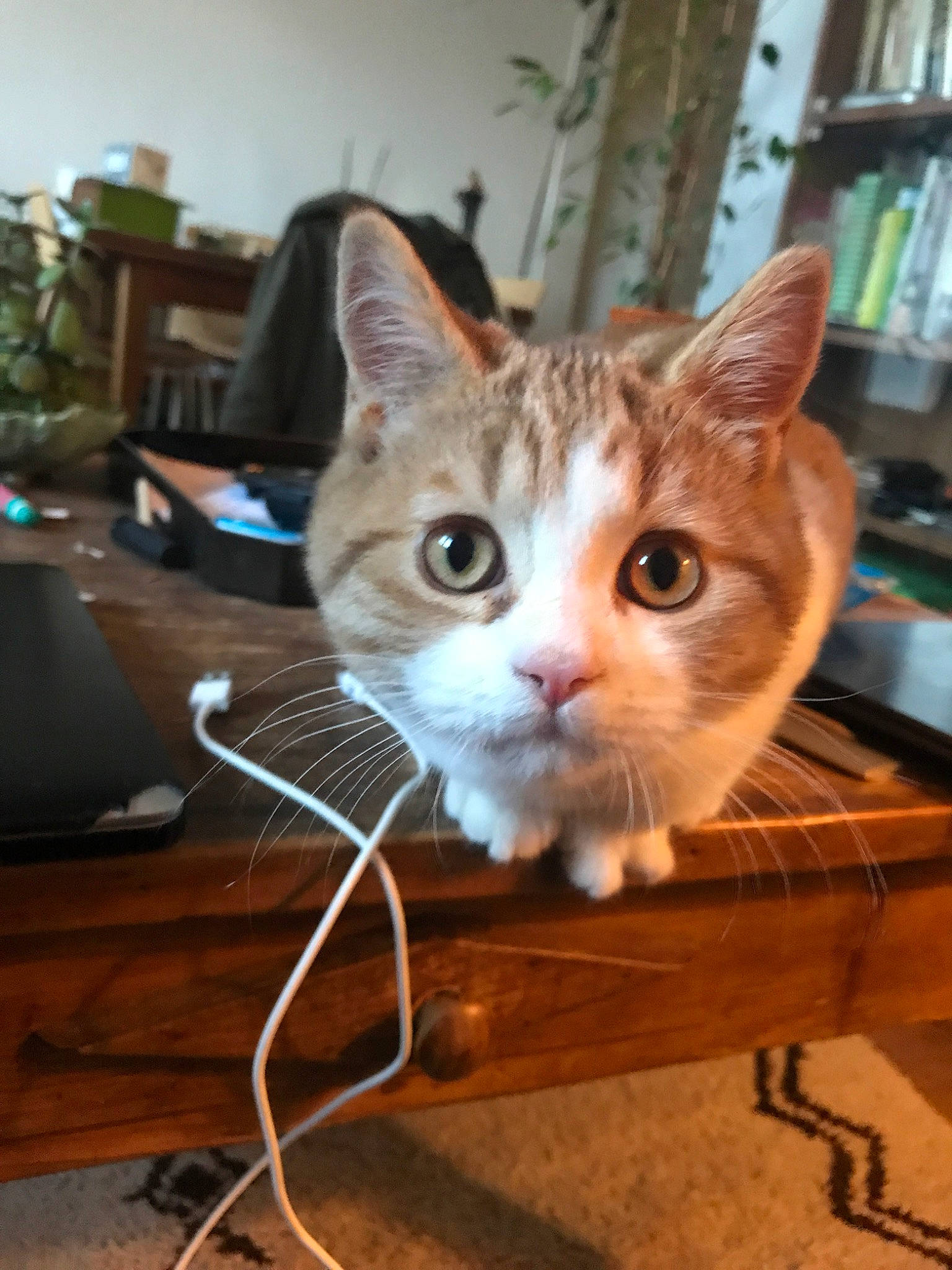 Pinot a rejoint le concours — aidez-le/la à gagner de superbes lots ! aegean_cat, american_shorthair, american_wirehair, arabian_mau, asian, carnivore, cat, domestic_short_haired_cat, european_shorthair, fawn, felidae, kitten, mammal, ojos_azules, small_to_medium_sized_cats, tabby_cat, whiskers