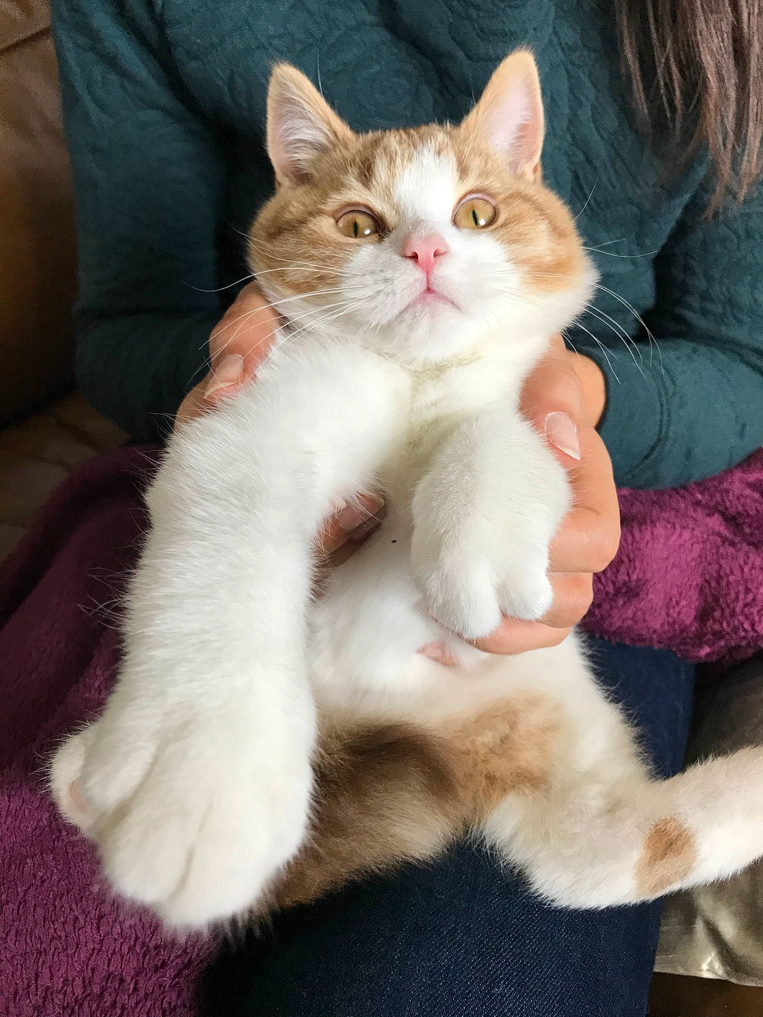 Pinot participe au concours pour gagner de l'argent avec cette photo : aegean_cat, american_wirehair, asian, british_semi_longhair, carnivore, cat, claw, domestic_short_haired_cat, fawn, felidae, fur, kitten, mammal, norwegian_forest_cat, paw, polydactyl_cat, small_to_medium_sized_cats, turkish_van, vertebrate, whiskers