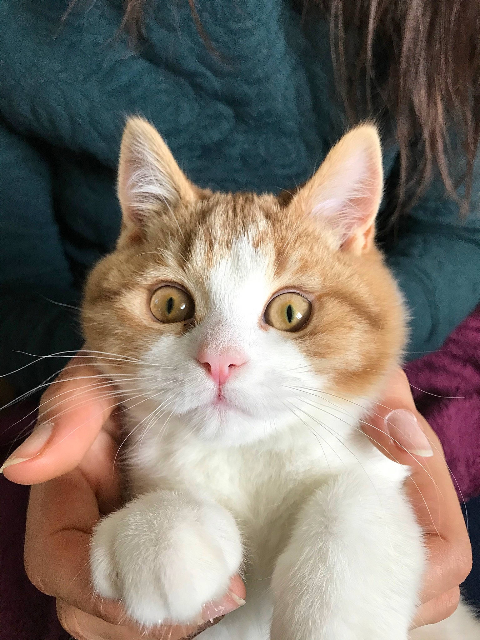 Pinot participe au concours pour gagner de l'argent avec cette photo : aegean_cat, american_wirehair, asian, british_semi_longhair, carnivore, cat, cymric, domestic_short_haired_cat, european_shorthair, fawn, felidae, german_rex, kitten, mammal, norwegian_forest_cat, polydactyl_cat, ragamuffin, small_to_medium_sized_cats, vertebrate, whiskers