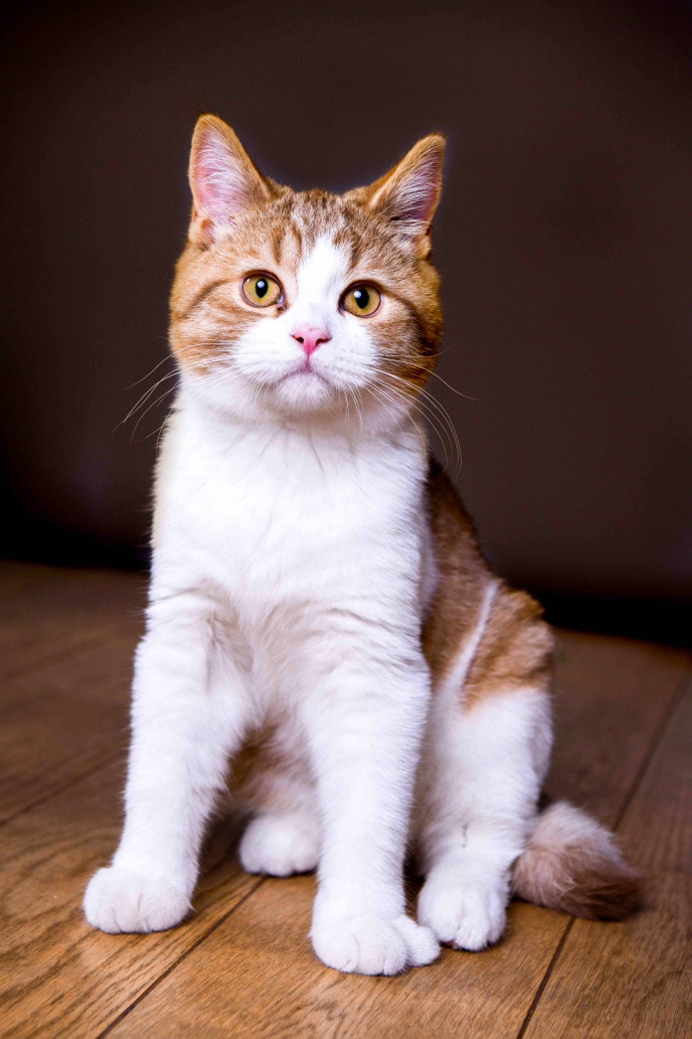 Pinot a rejoint le concours — aidez-le/la à gagner de superbes lots ! aegean_cat, american_wirehair, asian, carnivore, cat, domestic_short_haired_cat, european_shorthair, felidae, fur, japanese_bobtail, kitten, kurilian_bobtail, mammal, norwegian_forest_cat, paw, polydactyl_cat, small_to_medium_sized_cats, tabby_cat, vertebrate, whiskers