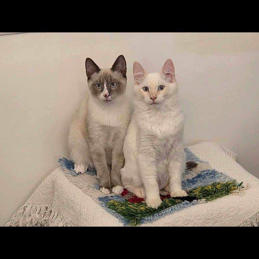 Horus Ulysse participe au concours pour gagner de l'argent avec cette photo : animal, blanket, calm, cat, colorful, companions, curious, cute, domestic_animal, ears, eyes, feline, fur, indoor, pets, sitting, texture, two_cats, wall, whiskers