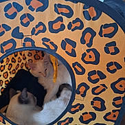 Horus Ulysse participe au concours pour gagner de l'argent avec cette photo : cat, cats, animal, pets, feline, leopard_print, cat_house, cozy, sleeping, indoor, cute, fur, resting, snuggling, orange_cat, white_cat, black_cat, circular, soft_light, home