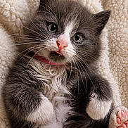 Magnolia May is registered to the contest to win money with this photo: animal, cat, closeup, cozy, curious_eyes, cute, feline, fluffy, gray_fur, indoor, kitten, pet, pink_nose, pink_paw_pads, portrait, resting, soft_blanket, whiskers, white_fur, young