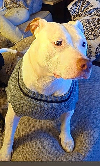 Fiona is registered to the contest to win money with this photo: blue, bull_and_terrier, bull_terrier, bull_terrier_miniature, canidae, carnivore, collar, companion_dog, dog, dog_breed, dog_clothes, electric_blue, fawn, old_english_terrier, pet_supply, snout, sporting_group, suidae, whiskers, working_animal