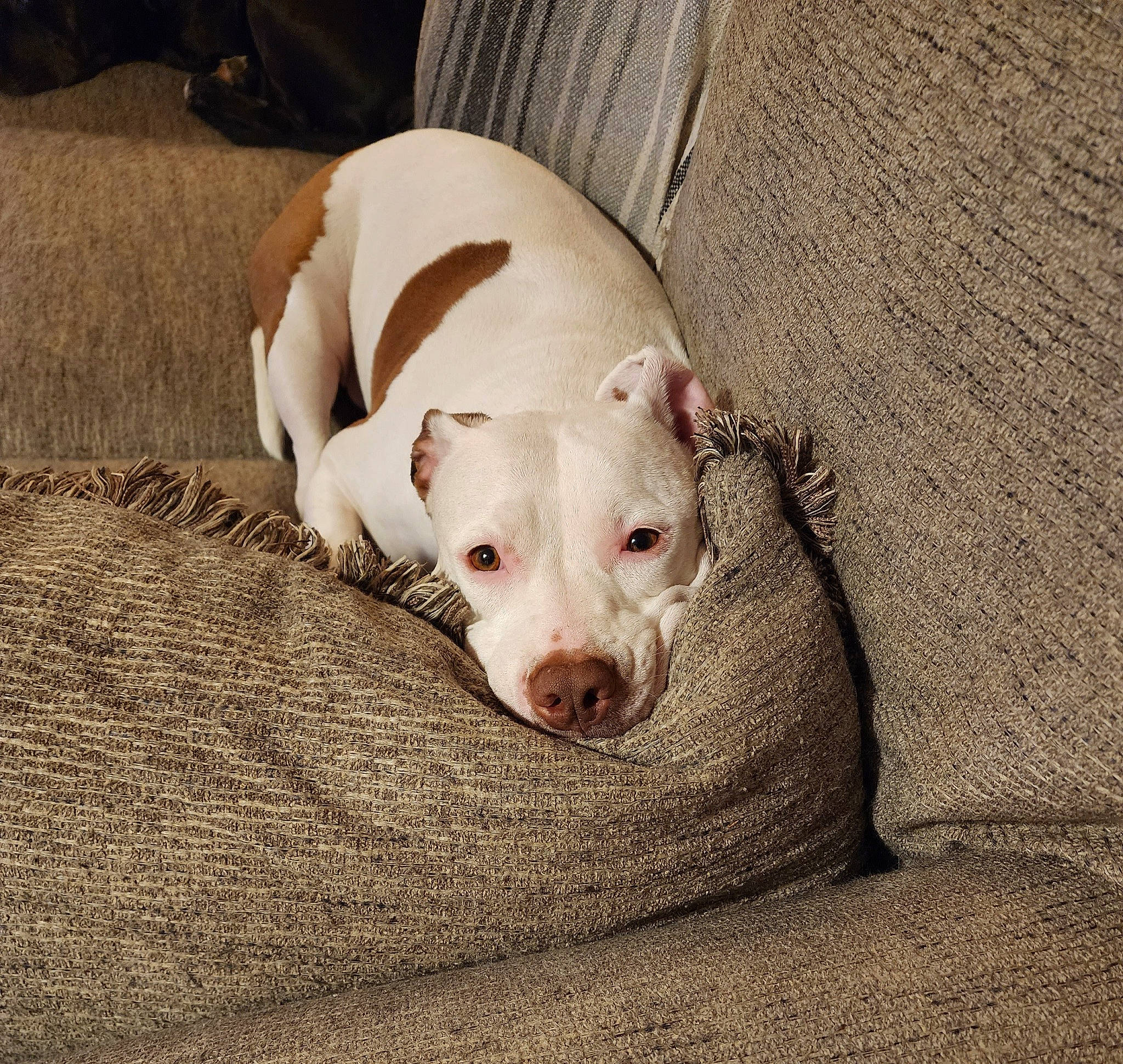 Fiona joined the competition — help win amazing prizes! canidae, carnivore, comfort, companion_dog, couch, dog, dog_breed, dogo_argentino, dogo_guatemalteco, fur, non_sporting_group, paw, sporting_group, terrestrial_animal, toy_dog, whiskers, wood, working_animal