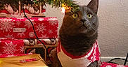 Yoda joined the competition — help win amazing prizes! cat, grey_cat, christmas_tree, christmas_lights, holiday_decor, gift_wrapping, wrapped_presents, festive_sweater, red_and_white, holiday_season, indoor, curious_cat, holiday_spirit, christmas_ornament, decorated_tree, holiday_gifts, cozy, pet, festive, winter_holiday