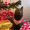 cat, grey_cat, christmas_tree, christmas_lights, holiday_decor, gift_wrapping, wrapped_presents, festive_sweater, red_and_white, holiday_season, indoor, curious_cat, holiday_spirit, christmas_ornament, decorated_tree, holiday_gifts, cozy, pet, festive, winter_holiday