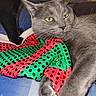 Yoda is registered to the contest to win money with this photo: cat, gray_cat, black_cat, pet, animal, feline, paw, fabric, polka_dot, red, green, blue_surface, indoor, closeup, relaxed, cute, whiskers, ears, yellow_eyes, resting