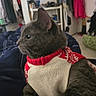 Yoda is registered to the contest to win money with this photo: cat, gray_cat, sweater, clothing, indoor, pet, feline, cozy, blanket, resting, side_profile, domestic_animal, fur, animal, home, furniture, clothes, sitting, cute, portrait