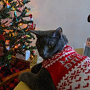 Yoda is registered to the contest to win money with this photo: cat, gray_cat, holiday_sweater, christmas_tree, christmas_lights, ornaments, indoor, festive, cozy, yellow_surface, furniture, animal, pet, holiday, celebration, decorations, red_and_white, relaxed, domestic_cat, christmas