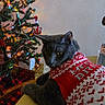 cat, gray_cat, holiday_sweater, christmas_tree, christmas_lights, ornaments, indoor, festive, cozy, yellow_surface, furniture, animal, pet, holiday, celebration, decorations, red_and_white, relaxed, domestic_cat, christmas