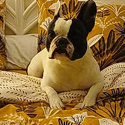Tiara participe au concours pour gagner de l'argent avec cette photo : dog, french_bulldog, bed, bedding, yellow, brown, leaf_pattern, pet, indoor, resting, animal, canine, cute, portrait, cozy, furniture, headboard, paw, relaxed, domestic