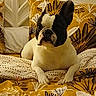 dog, french_bulldog, bed, bedding, yellow, brown, leaf_pattern, pet, indoor, resting, animal, canine, cute, portrait, cozy, furniture, headboard, paw, relaxed, domestic