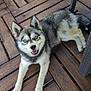 Snow a rejoint le concours — aidez-le/la à gagner de superbes lots ! dog, puppy, husky, blue_eyes, smiling, wooden_deck, outdoor, pet, canine, fur, animal, sitting, legs, chair, playful, cute, happy, domestic_animal, looking_up, resting