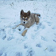 Snow a rejoint le concours — aidez-le/la à gagner de superbes lots ! puppy, dog, husky, snow, blue_eyes, animal, winter, outdoor, playful, cute, fur, pet, nature, cold, young_dog, lying_down, snout, snowflakes, grass, background