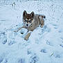 puppy, dog, husky, snow, blue_eyes, animal, winter, outdoor, playful, cute, fur, pet, nature, cold, young_dog, lying_down, snout, snowflakes, grass, background
