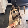 Snow participe au concours pour gagner de l'argent avec cette photo : dog, paw, handshake, blue_eyes, fur, carpet, indoor, chair, floor, person_hand, nail_polish, cute, pet, domestic_animal, friendly, sitting, looking_up, modern_furniture, home, animal