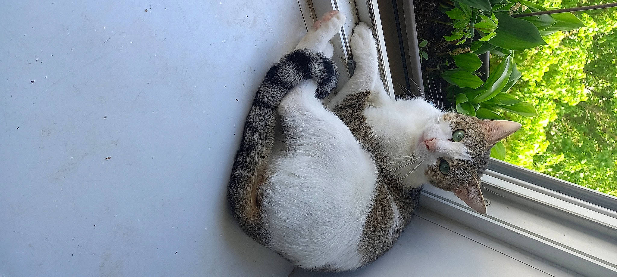 Gandja participe au concours pour gagner de l'argent avec cette photo : carnivore, cat, claw, comfort, domestic_short_haired_cat, felidae, flowerpot, fur, house, houseplant, paw, plant, small_to_medium_sized_cats, snout, tail, terrestrial_animal, tree, whiskers, window