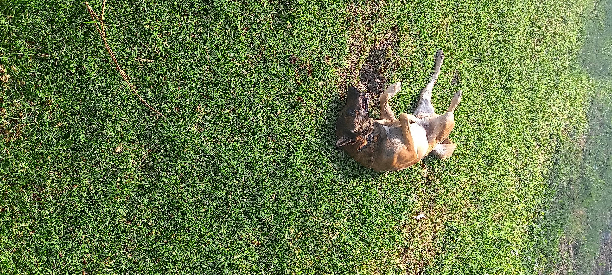 Mesrine a rejoint le concours — aidez-le/la à gagner de superbes lots ! antelope, canidae, companion_dog, deer, dog, dog_breed, fawn, grass, grass_family, grassland, grazing, groundcover, horn, lawn, liver, pasture, plant, sporting_group, tail, terrestrial_animal