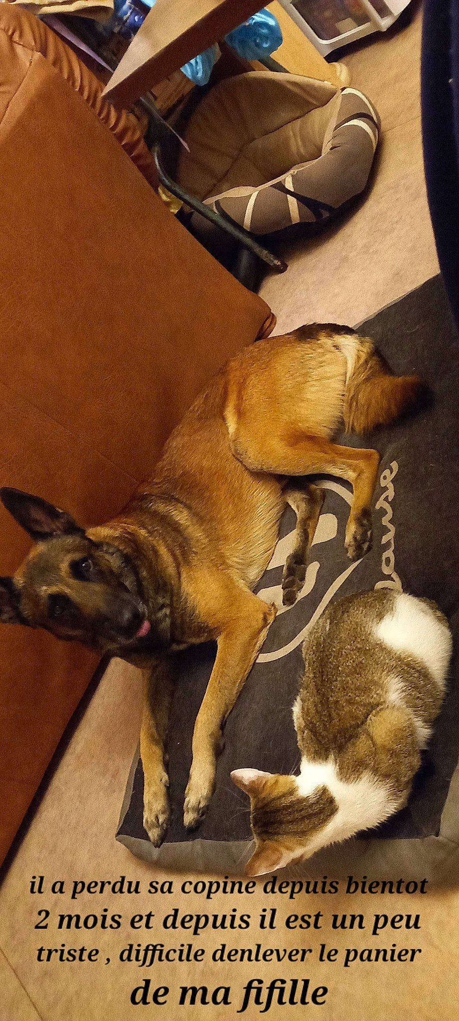 Mesrine participe au concours pour gagner de l'argent avec cette photo : ancient_dog_breeds, canidae, carnivore, collar, comfort, companion_dog, dog, dog_breed, fawn, fur, liver, non_sporting_group, pet_supply, snout, sporting_group, tail, terrestrial_animal, toy_dog, wildlife, working_animal