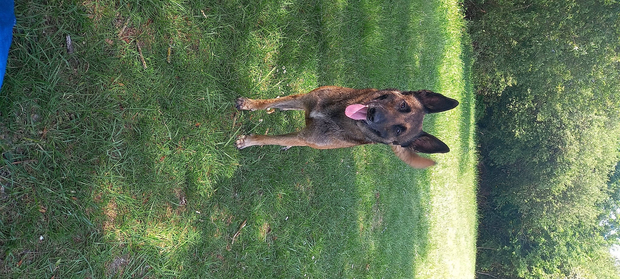 Mesrine participe au concours pour gagner de l'argent avec cette photo : biting, canidae, carnivore, companion_dog, dog, dog_breed, fawn, german_shepherd_dog, grass, guard_dog, herding_dog, liver, old_german_shepherd_dog, people_in_nature, plant, snout, sporting_group, tail, working_animal, working_dog