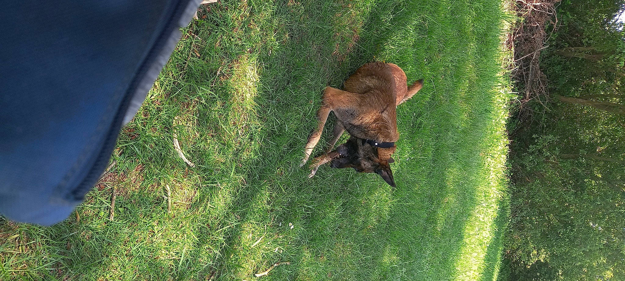 Mesrine participe au concours pour gagner de l'argent avec cette photo : canidae, carnivore, dog, dog_breed, fawn, grass, grass_family, grassland, groundcover, landscape, lawn, plant, snout, sporting_group, tail, terrestrial_animal, terrestrial_plant, trunk, wood, working_animal