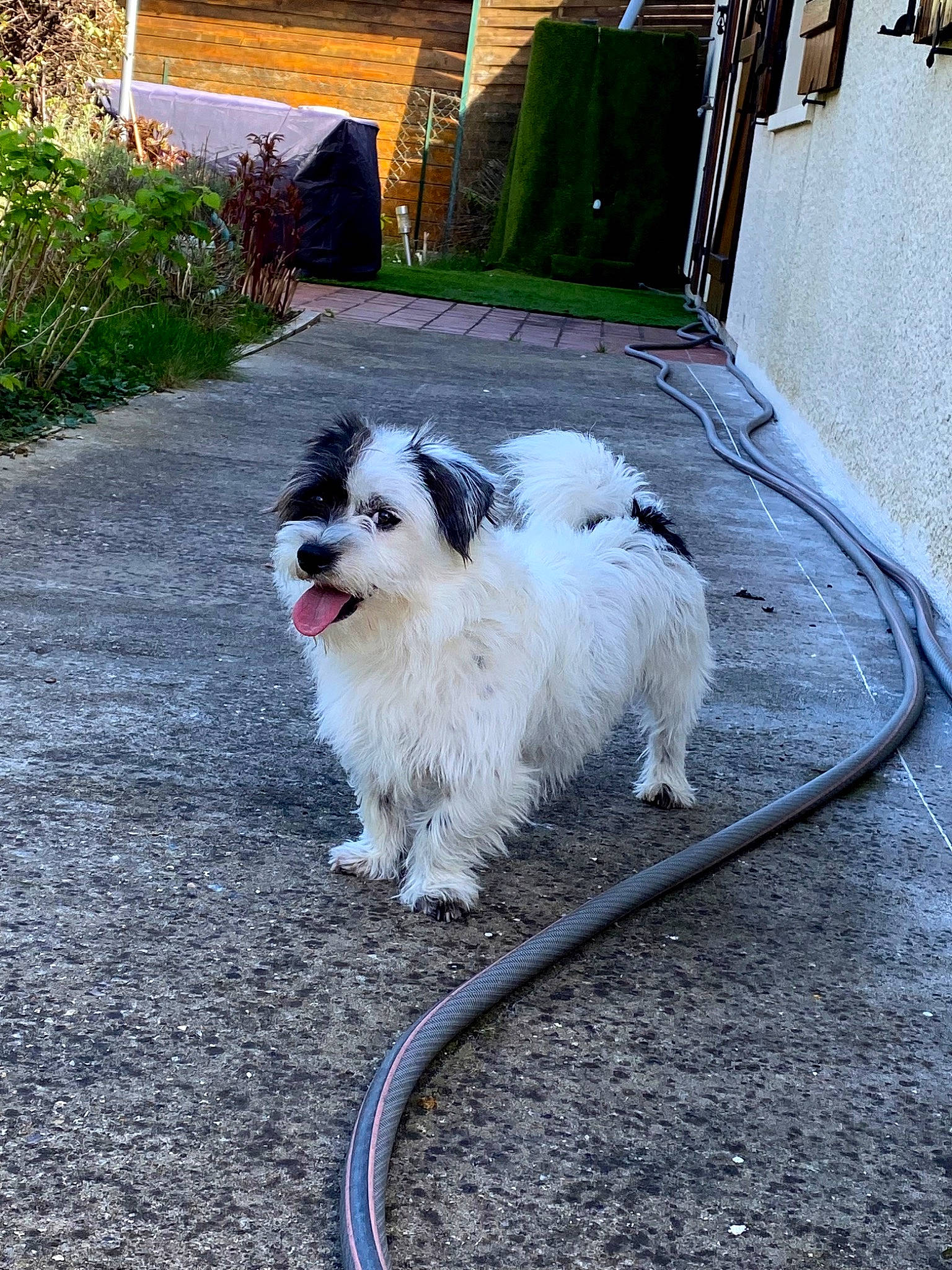 Oreo a rejoint le concours — aidez-le/la à gagner de superbes lots ! canidae, carnivore, companion_dog, dog, dog_breed, fawn, fur, grass, non_sporting_group, pekingese, plant, snout, sporting_group, tail, toy_dog, working_animal