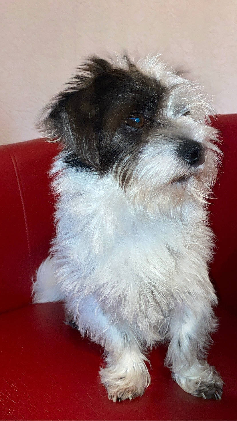 Oreo participe au concours pour gagner de l'argent avec cette photo : biewer_terrier, canidae, carnivore, companion_dog, dog, dog_breed, fur, maltepoo, non_sporting_group, puppy, shih_poo, sleeper_chair, small_terrier, snout, sporting_group, studio_couch, terrier, toy_dog, water_dog, working_animal