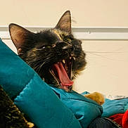 Athena is registered to the contest to win money with this photo: cat, tortoiseshell, yawning, fangs, tongue, blanket, fabric, cozy, indoor, pet, feline, cute, animal, closeup, resting, fur, whiskers, sleepy, relaxed, domestic