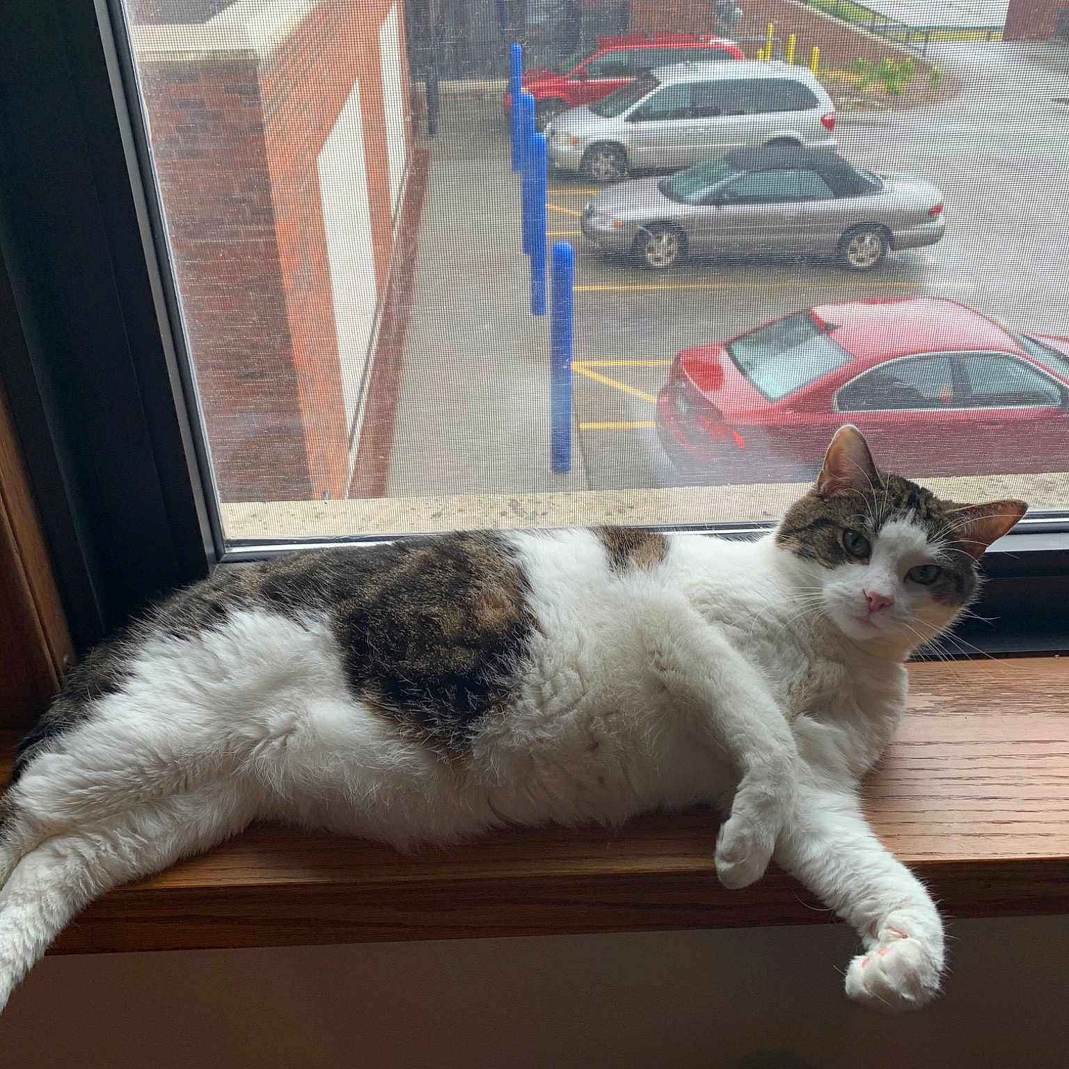 Sir Squeakerton
