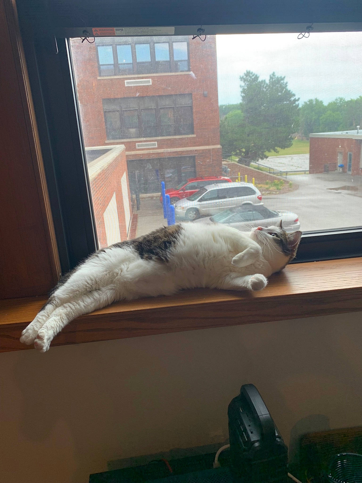 Sir Squeakerton joined the competition — help win amazing prizes! automotive_exterior, building, car, carnivore, cat, comfort, felidae, floor, flooring, glass, mammal, plant, small_to_medium_sized_cats, tail, vehicle, vehicle_door, vertebrate, whiskers, window, wood