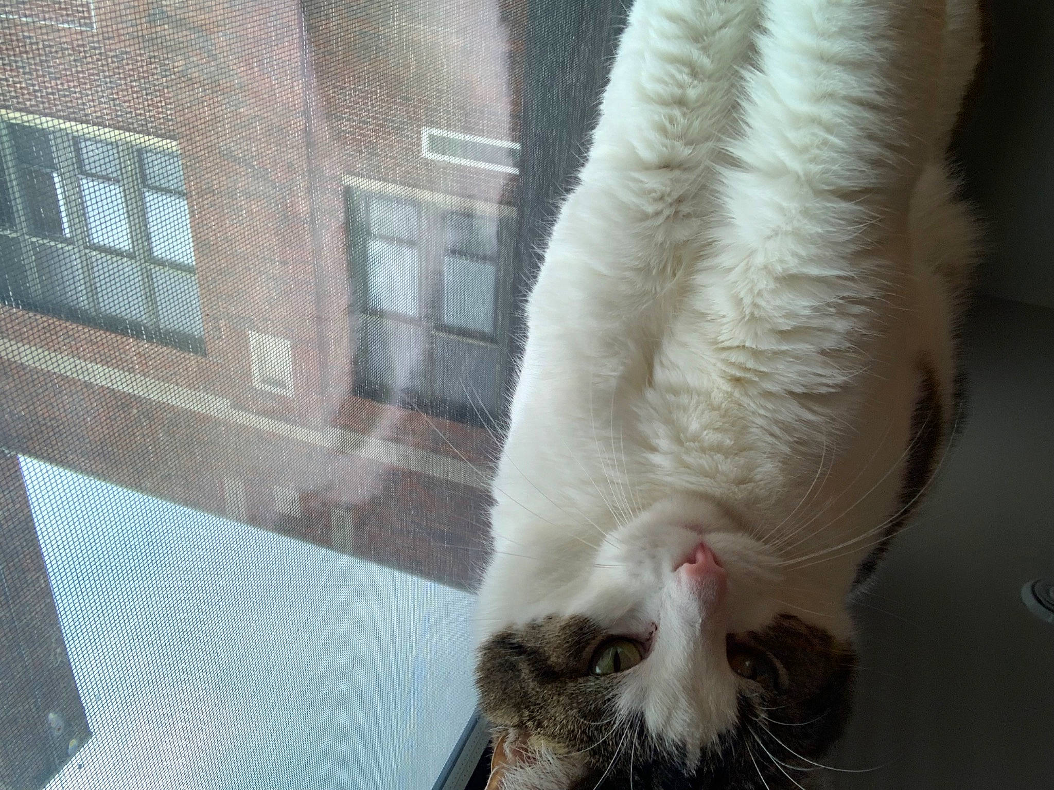 Sir Squeakerton is registered to the contest to win money with this photo: building, canidae, carnivore, cat, claw, dog_breed, domestic_short_haired_cat, fawn, felidae, foot, fur, goats, paw, small_to_medium_sized_cats, snout, sporting_group, tail, whiskers, window, wing