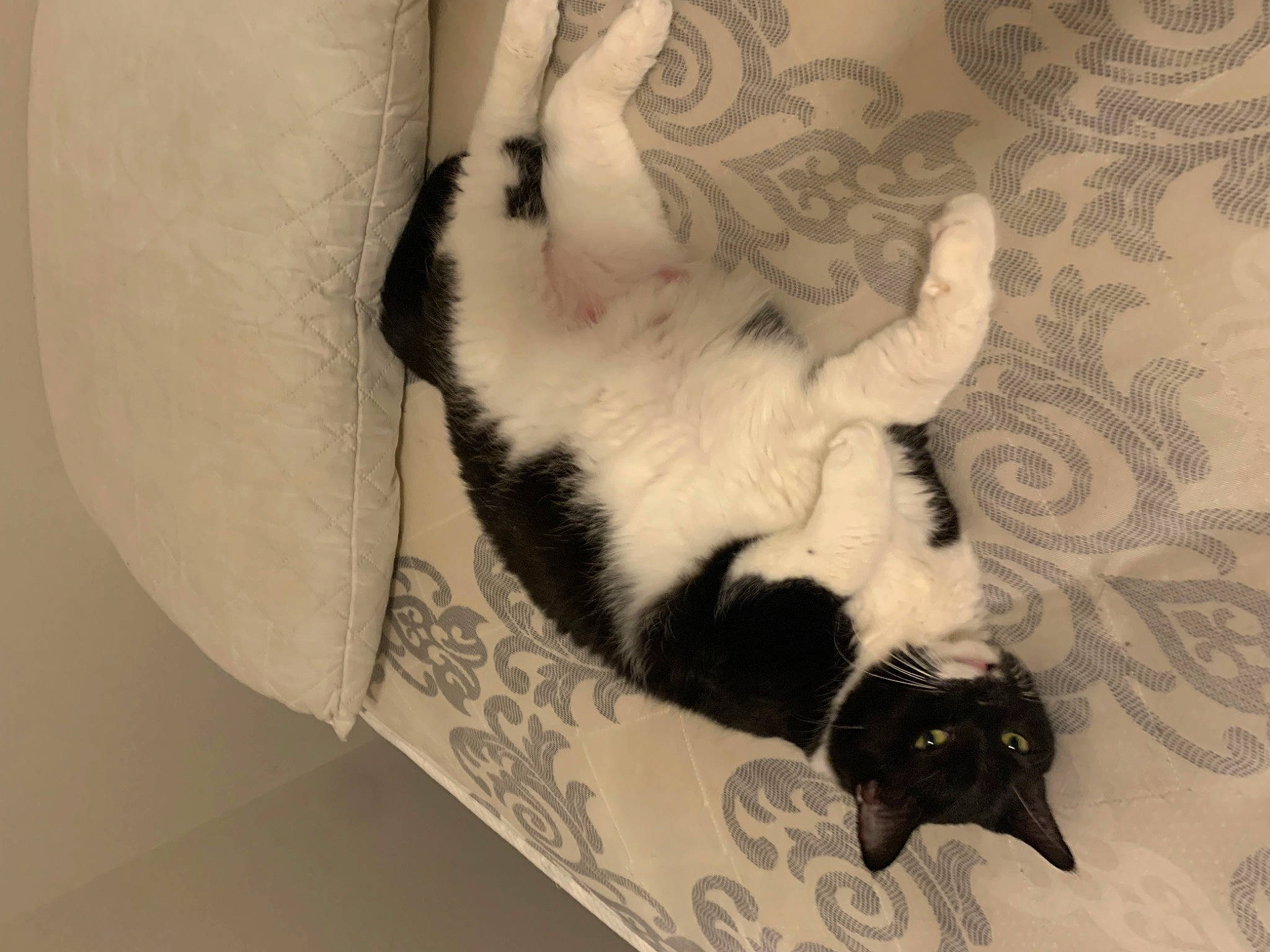 Isis is registered to the contest to win money with this photo: black_cat, canidae, carnivore, cat, claw, comfort, domestic_short_haired_cat, felidae, foot, fur, human_leg, linens, nap, pattern, paw, room, small_to_medium_sized_cats, snout, tail, whiskers