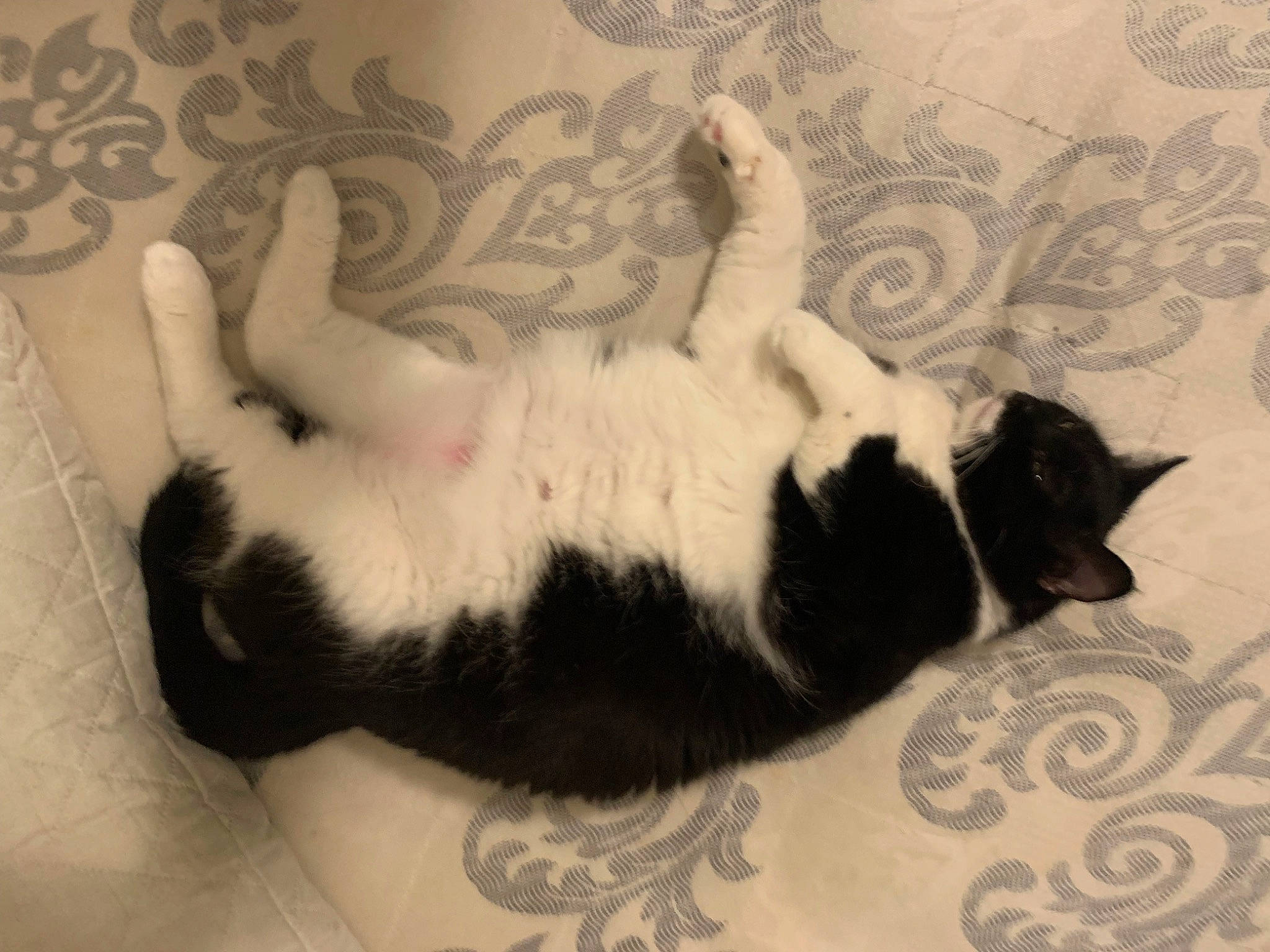 Isis is registered to the contest to win money with this photo: canidae, carnivore, cat, claw, comfort, dog_breed, domestic_short_haired_cat, felidae, flooring, foot, fur, linens, nap, paw, room, small_to_medium_sized_cats, snout, tail, terrestrial_animal, whiskers