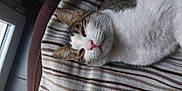 Cocktail participe au concours pour gagner de l'argent avec cette photo : animal, cat, closeup, comfort, cozy, cute, domestic_animal, ears, face, feline, fur, indoor, pet, pink_nose, relaxed, resting, sleepy, soft, striped_blanket, whiskers
