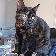 Marley a rejoint le concours — aidez-le/la à gagner de superbes lots ! cat, tortoiseshell, kitchen, table, glass, cork, cup, pet, animal, feline, curious, yellow_eyes, indoor, domestic, black, brown, fur, whiskers, sitting, looking