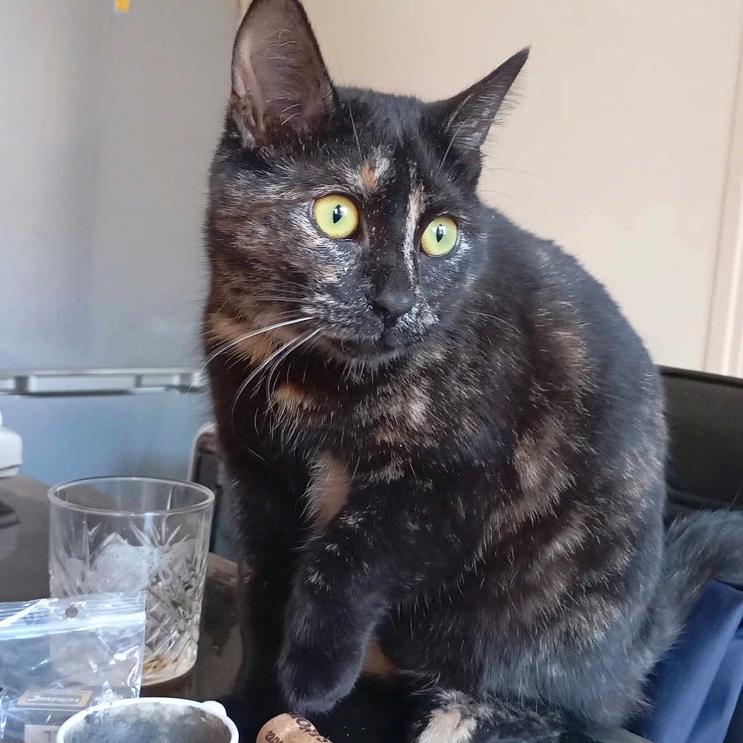 Marley a rejoint le concours — aidez-le/la à gagner de superbes lots ! animal, black, brown, cat, cork, cup, curious, domestic, feline, fur, glass, indoor, kitchen, looking, pet, sitting, table, tortoiseshell, whiskers, yellow_eyes